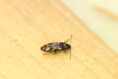 Prothalpia holmbergi
