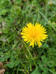 Taraxacum officinale