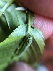 Periclista marginicollis