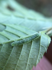 Periclista marginicollis