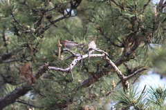 Haemorhous mexicanus
