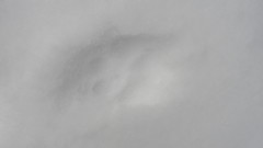 Vulpes vulpes fulvus