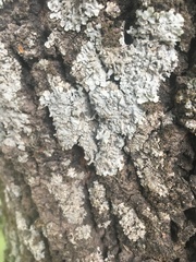 Fungi