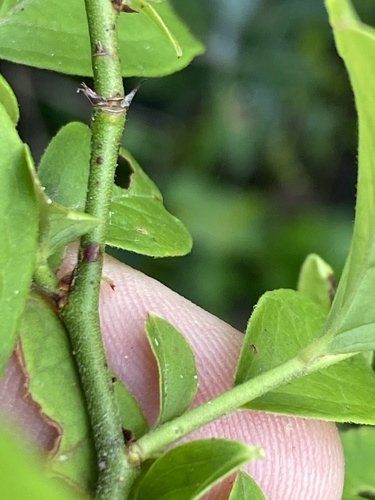 Vaccinium formosum image