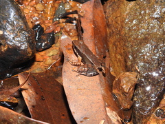 White-Cheeked Dancing Frog photo 1