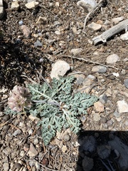 Vesper purpurascens