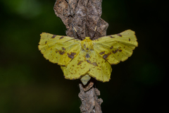 Xanthotype attenuaria