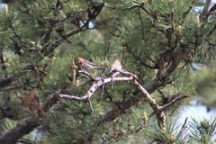 Haemorhous mexicanus