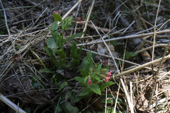 Pulmonaria rubra