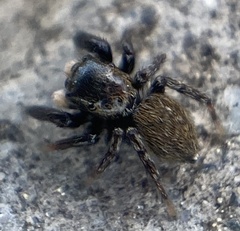 Euophrys