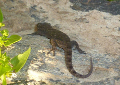 Tarentola delalandii