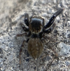 Euophrys