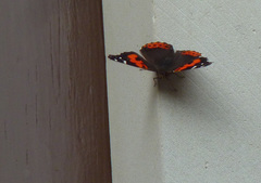 Vanessa vulcania
