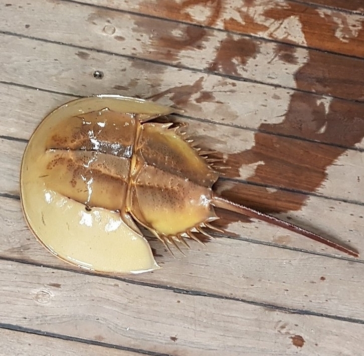 カブトガニ標本 Tachypleus tridentatus The measurement of Tachypleus tridentatus morphological