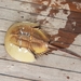 Chinese Horseshoe Crab - Photo (c) Bonnie lee, some rights reserved (CC BY-NC), uploaded by Bonnie lee