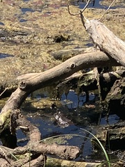 Lithobates catesbeianus