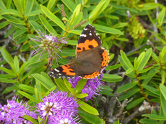 Vanessa vulcania