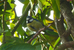 Cyanistes teneriffae teneriffae