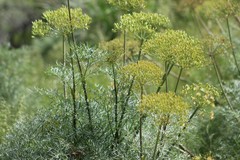 Lomatium multifidum