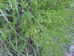 Asparagus tenuifolius