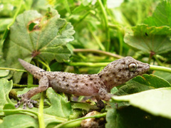 Tarentola delalandii