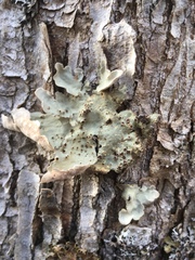 Lobaria scrobiculata image