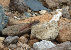 Sympetrum nigrifemur