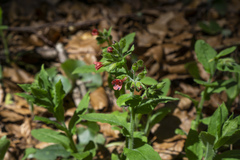 Pulmonaria rubra