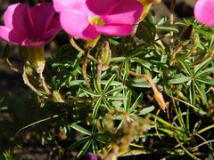 Oxalis engleriana
