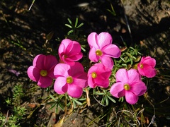 Oxalis engleriana
