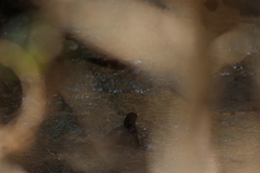 Turdus rufopalliatus