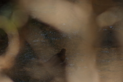 Turdus rufopalliatus