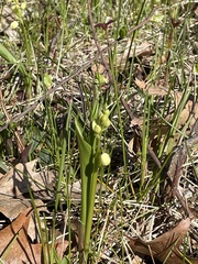 Liparis loeselii