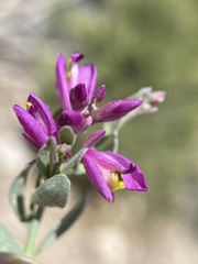 Rhinotropis subspinosa