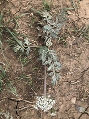 Lomatium orientale
