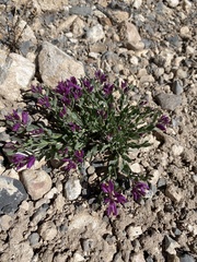 Rhinotropis subspinosa