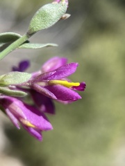 Rhinotropis subspinosa