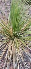 Dasylirion leiophyllum