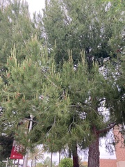 Pinus