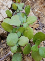 Ribes viburnifolium