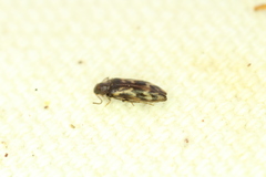 Prothalpia holmbergi