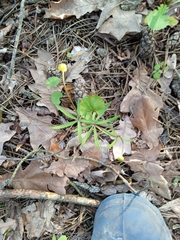 Ranunculus cassubicus