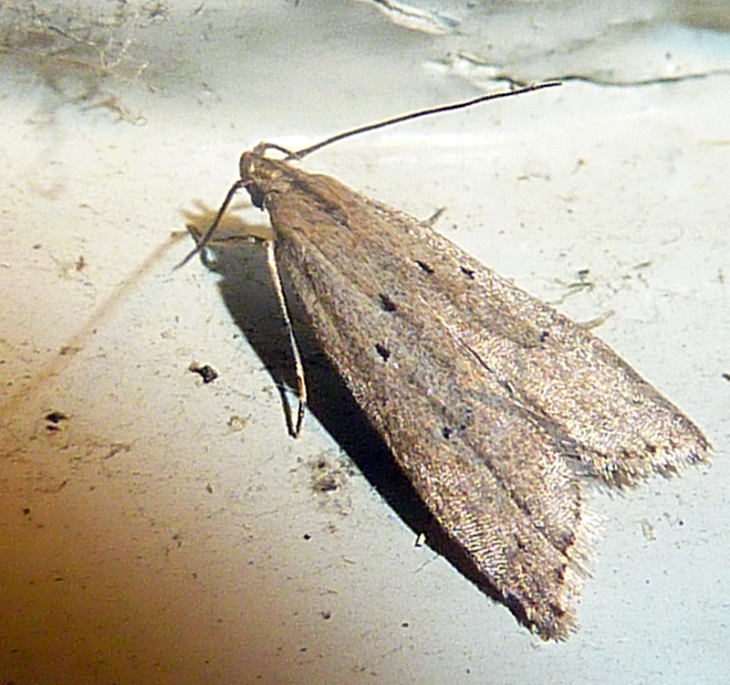 Brachmia