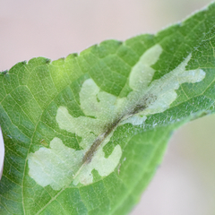 Calycomyza platyptera
