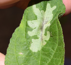 Calycomyza platyptera