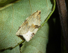 Clepsis spectrana