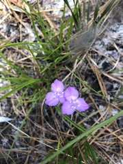 Callisia ornata