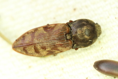 Prosternon bombycinum