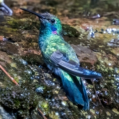 Colibri serrirostris