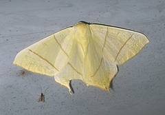 Ourapteryx sambucaria